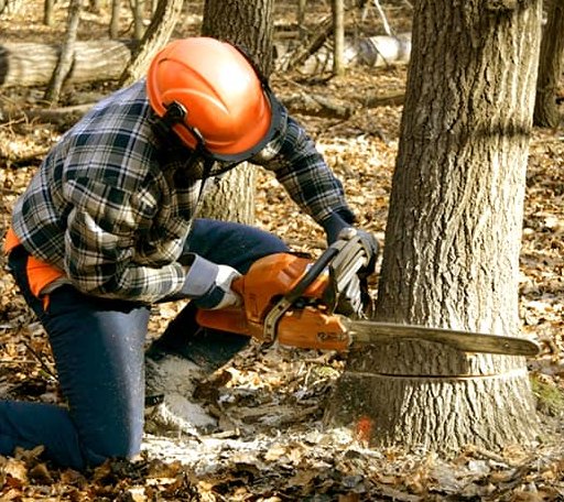 Tree Removal in Maitland, MO